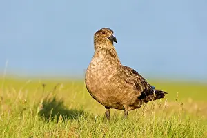 Skua: The Great Skua is the largest seabird in