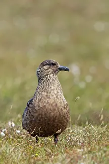 Catharacta: Great Skua - on moorland breeding grounds