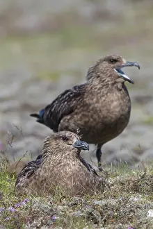 Skua: Great Skua - nesting pair - Iceland