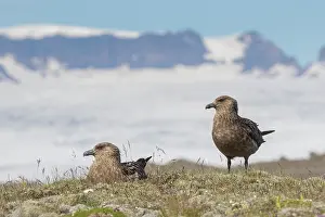 Skua: Great Skua - nesting pair - Iceland