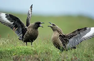 Skuas: Great SKUA - Pair displaying at breeding site