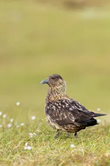 Skuas: Great Skua - standing in habitat