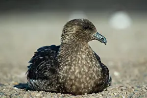 Saunders: Great skua (Stercorarius skua) sitting on the beach