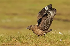 Skuas: Great Skua - stretching wings before taking off