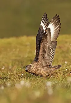 Skuas: Great Skua - stretching wings before taking off