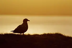Catharacta: Great Skua - at sunset