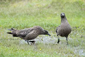 Hunter: Great Skuas