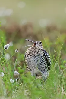 Gallinago: Great Snipe
