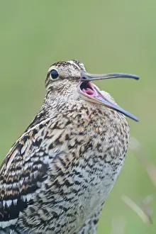 Gallinago: Great Snipe