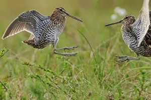 Gallinago: Great Snipe