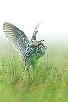 Gallinago: Great Snipe