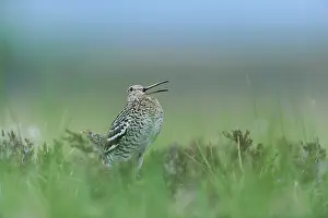 Gallinago: Great Snipe