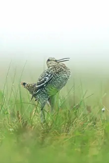 Gallinago: Great Snipe
