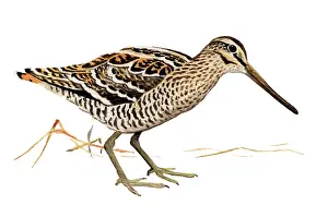 Gallinago: Great Snipe