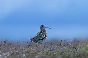 Gallinago: Great Snipe