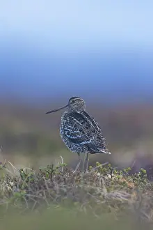 Gallinago: Great Snipe
