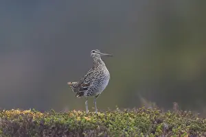 Gallinago: Great Snipe