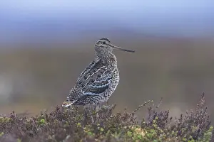 Gallinago: Great Snipe