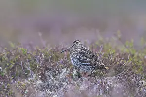 Gallinago: Great Snipe