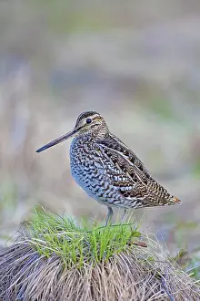 Gallinago: Great Snipe adult
