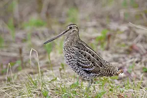 Gallinago: Great Snipe adult