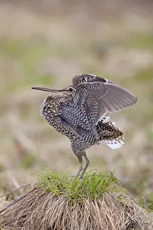 Rituals: Great Snipe adult displaying
