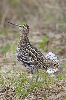 Gallinago: Great Snipe adult displaying