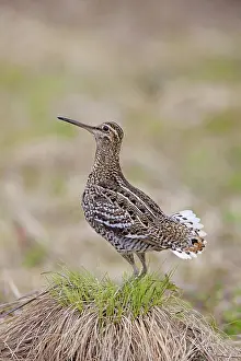 Gallinago: Great Snipe adult displaying
