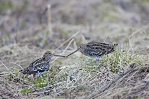 Gallinago: Great Snipe adults fighting