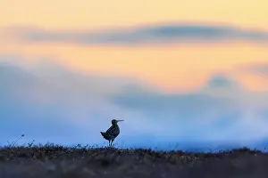 Snipe: Great Snipe display