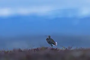 Snipe: Great Snipe display