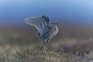 Snipe: Great Snipe display