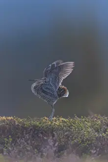 Shorebird: Great Snipe display