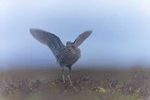 Shorebird: Great Snipe display