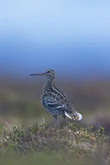 Shorebird: Great Snipe display