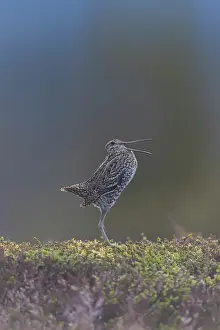Shorebird: Great Snipe display