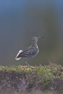 Shorebird: Great Snipe display