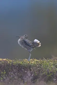 Shorebird: Great Snipe display