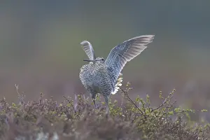 Shorebird: Great Snipe display