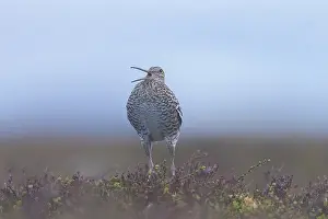 Shorebird: Great Snipe display