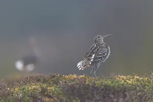 Shorebird: Great Snipe display
