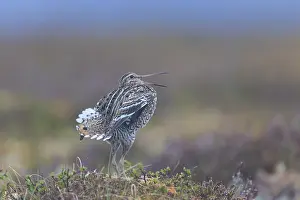 Shorebird: Great Snipe display