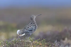 Shorebird: Great Snipe display