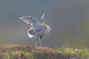 Shorebird: Great Snipe display