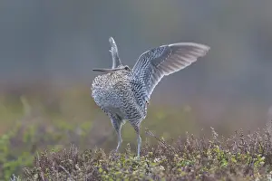 Shorebird: Great Snipe display