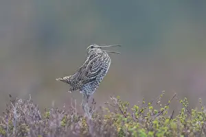 Shorebird: Great Snipe display
