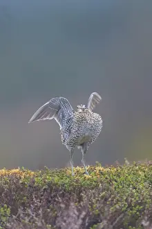 Shorebird: Great Snipe display