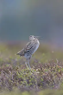 Shorebird: Great Snipe display