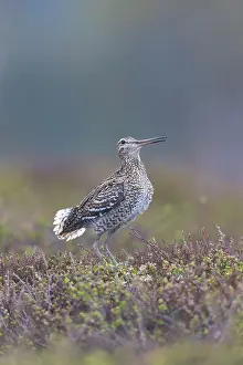 Shorebird: Great Snipe display