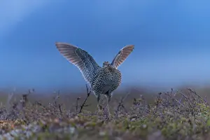 Shorebird: Great Snipe display